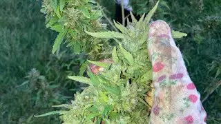 Outdoor Garden update August 16 2024￼