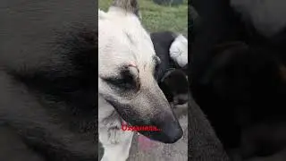 На территорию пробрался нарушитель 😲