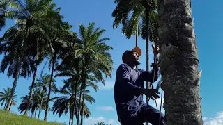 Anildo e o dendê | Aratuípe - BA