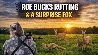 Roe Buck Rut & A Surprise Fox | Fieldsports | UK Hunting | Nocpix