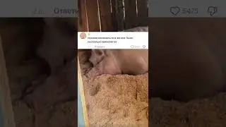 Большой пиг Автор: arsscxx