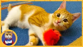 Спасённый котёнок Марсик полностью выздоровел и радостно играет и веселится