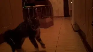 Furious kitten