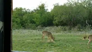 Oct 6, 2020 Successful Bow Hunt
