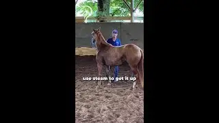 Tips On Cinch Prepping Your Horse! | The Horse Guru-Michael Gascon