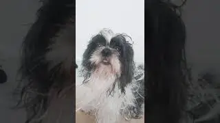 dog lover ❤whisky after taking a bath   blowers time sa long hair nya ..