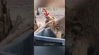 Kangaroo drank water 
