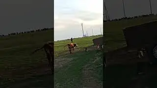 🐏🐑🐐🚶‍♂️🚶‍♂️