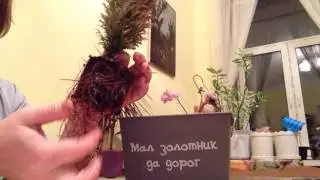SOS!!! Спасаем кипарисовик + Лайфха́к от меня!!!