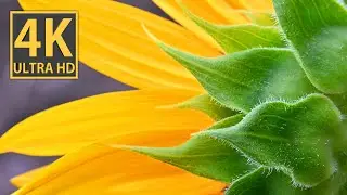 Sunflowers in 4K video