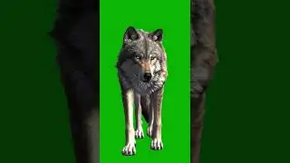 Realistic Wolf Walking Green Screen Effect 