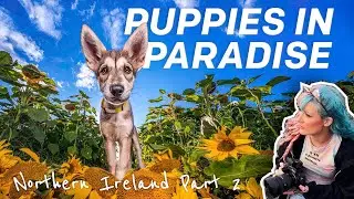 CREATING EPIC DOG PHOTOS in Northern Ireland - Part 2