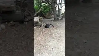 Black Swan. Чорний лебідь. Чёрный лебедь. Охоронний статус LC