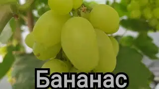 Бананас узум нави