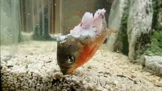 piranha's Eat Piranha  (UNEDITED)