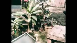 REPAIR CPU 100 RIBUAN 🏀