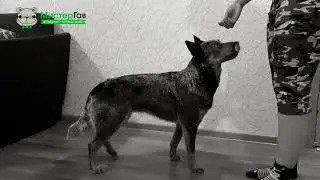 Как научить собаку команде 
