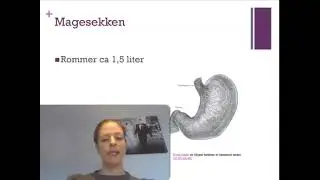 Fordøyelsessystemet