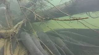 Incroyables images des silures géants et des grosses carpes de Loire