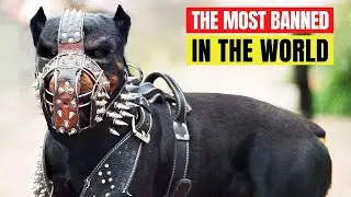 10 Most Banned Dog Breeds in the World