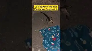 🐊 Alligator Vs. Florida Man 🐊