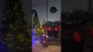 Харлюша встречает Новый год!! #germanboxer #dog #немецкийбоксер