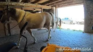 turn in horses