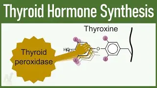 Thyroid Hormone Synthesis