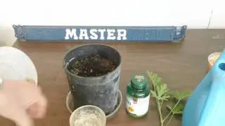 ANTI ZIKA  TIP HOW TO PROPAGATE CINTRONELLA WITH VITAMINE C