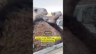 مشاهدة سوق الحلال بالعلا . الاربعاء 1446/4/6