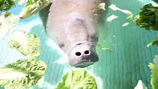 Chessie The Manatee - A SeaWorld Rescue Story