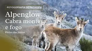 Alpenglow, cabra montesa e fogo em Pitões das Júnias - Fotografia de Paisagem