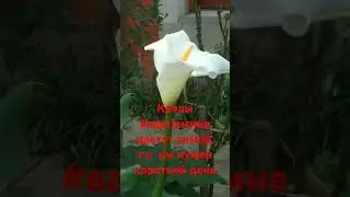 Цветение калл зимой 