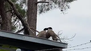 Epic Goose Fight!