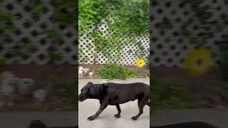 It’s cloudy outside  and there is a shade thing outside  and cute Dog 🐶 this afternoon  ￼￼￼￼