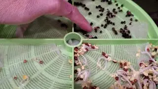 Seed Sprouter | Automatic machine