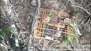 Azulão Bozo pegada de luxo.