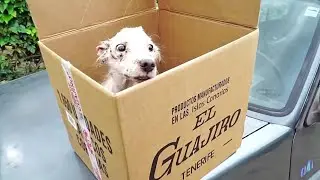 LIBERAMOS A UN PERRITO QUE VIVIA PRISIONERO EN UN GALLINERO !