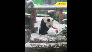 Панда Жуи из московского зоопарка радуется первому снегу