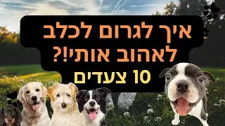 איך לגרום לכלב לאהוב אותך יותר בצורה המהירה ביותר?