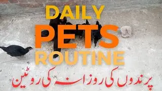 My Morning Routine with My Hens | Daily Pet Care Routine | Mr. R