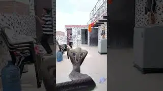 Khatarnak saamp ne kiya bacche per hamla dekhe aage kya hua hai #Nag #shots #video 😱😱🐍🐍