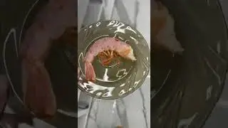 Кот и креветка / cat and shrimp