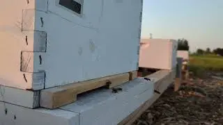 bee hive 1 may 14 2024