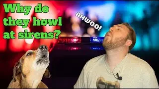 Why Do Dogs Howl At Sirens? - Paws 2 Care 4