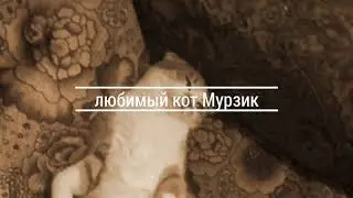Самый лучший подарок на день рождение!!!(мой котик Мурзик).