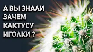Зачем кактусу иголки? Уход за кактусом. Все о кактусах.