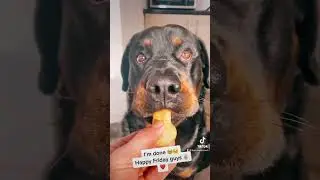 Are Rottweilers the best dog breed??? 😍🥹 #dogtrainingtips #petlovers #viralvideo #pettraining