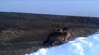 Битва Котов