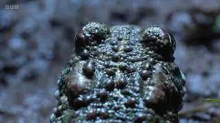 Natterjack Toads on Springwatch (2024)